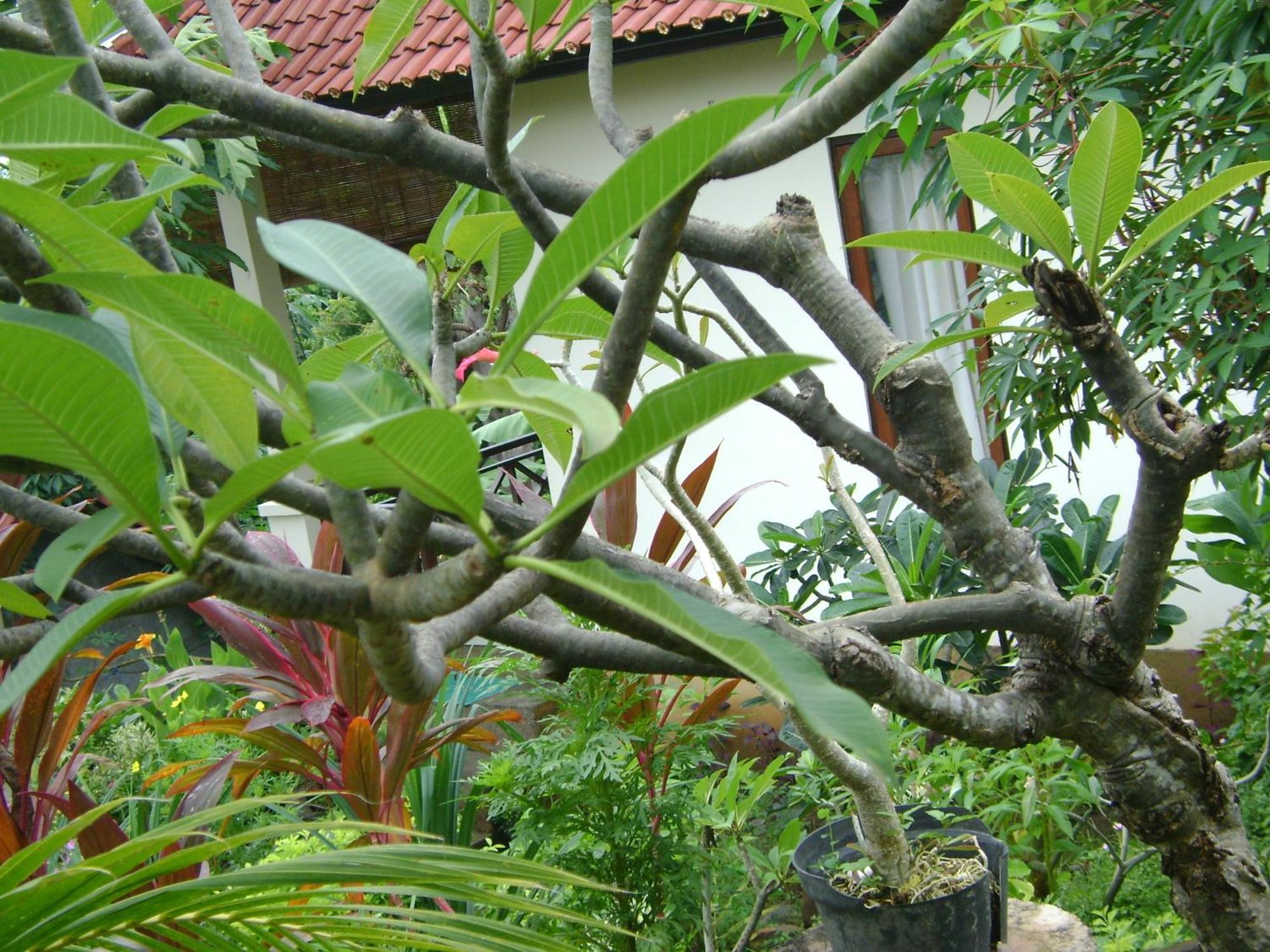 Sinar Bali 2 Amed Exterior foto